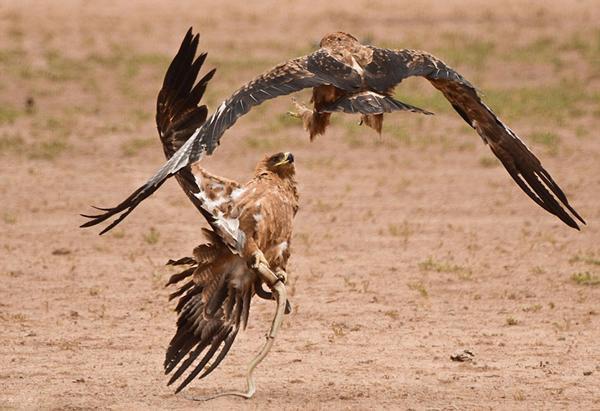  水晶宫老鹰展翅塞尔赫斯特公园俯冲捕猎成功